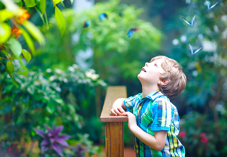 Boy at interactive live butterfly exhibit