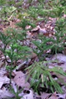 Princess Pines, Adkins Arboretum 