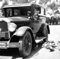 historic black and white photo of someone feeding birds from a car window